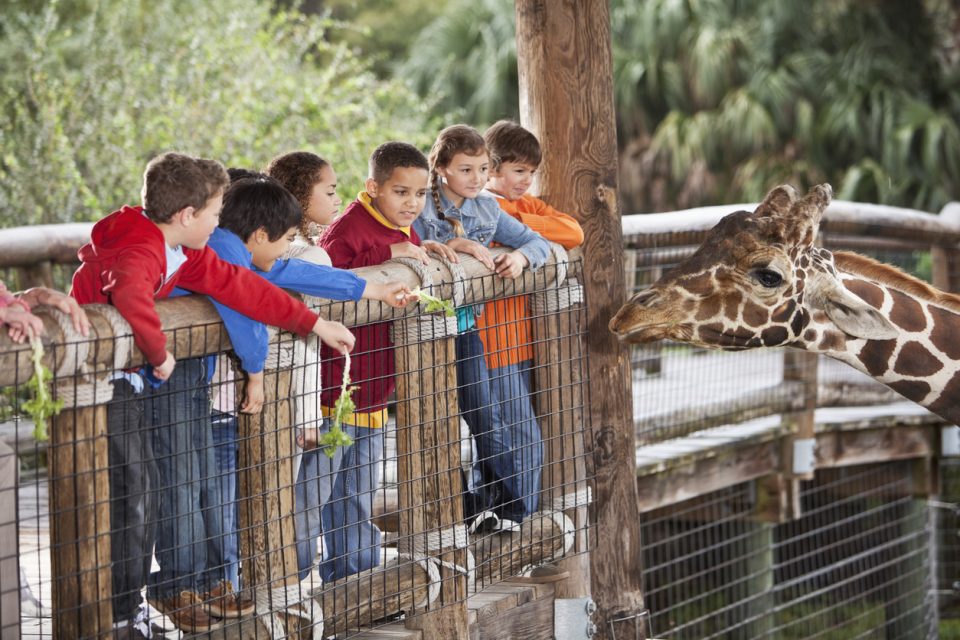 Children at zoo feeding giraffe