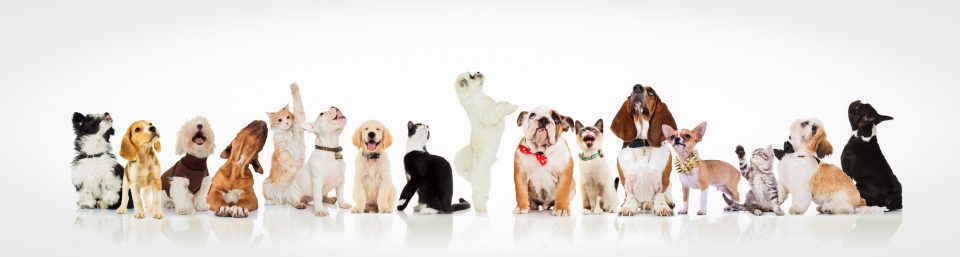 Pick a Pooch Omaha