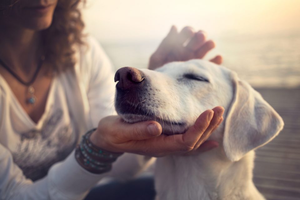 owner gently caressing her dog at Pick a Pooch Omaha, NE