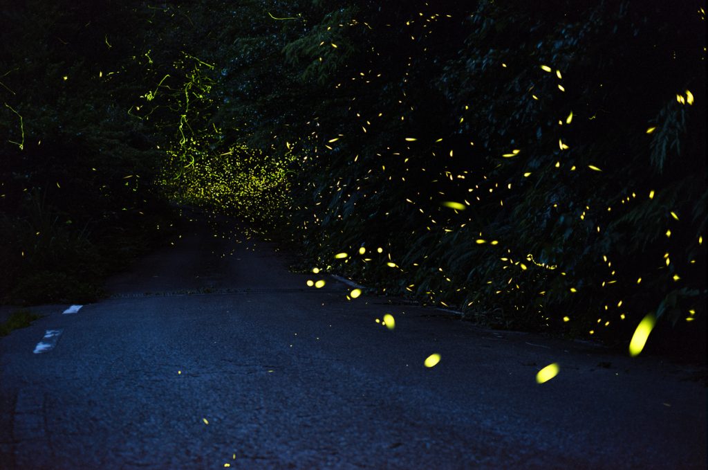 Firefly